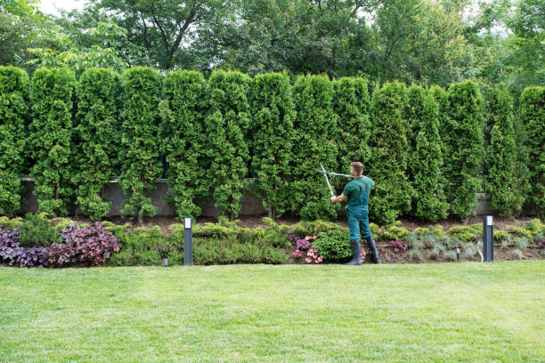 Trusted Hicksville, NY Tree Services Experts